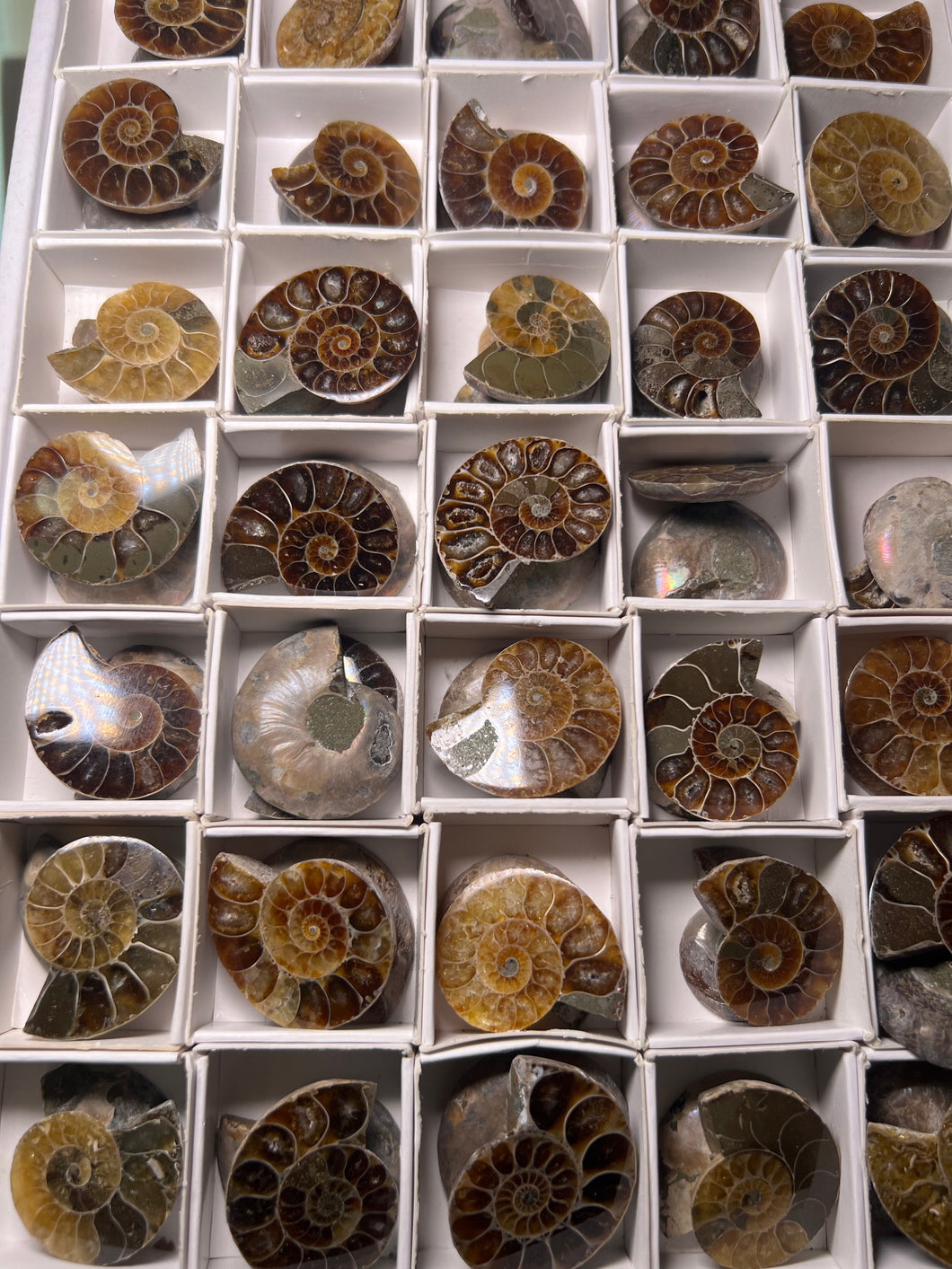 Ammonite Pairs