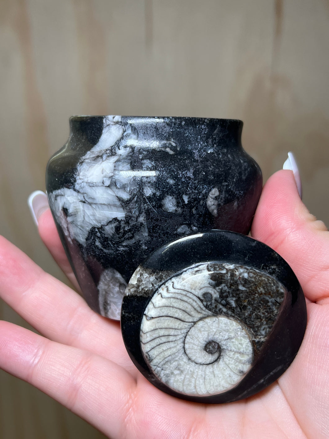 Ammonite Jar